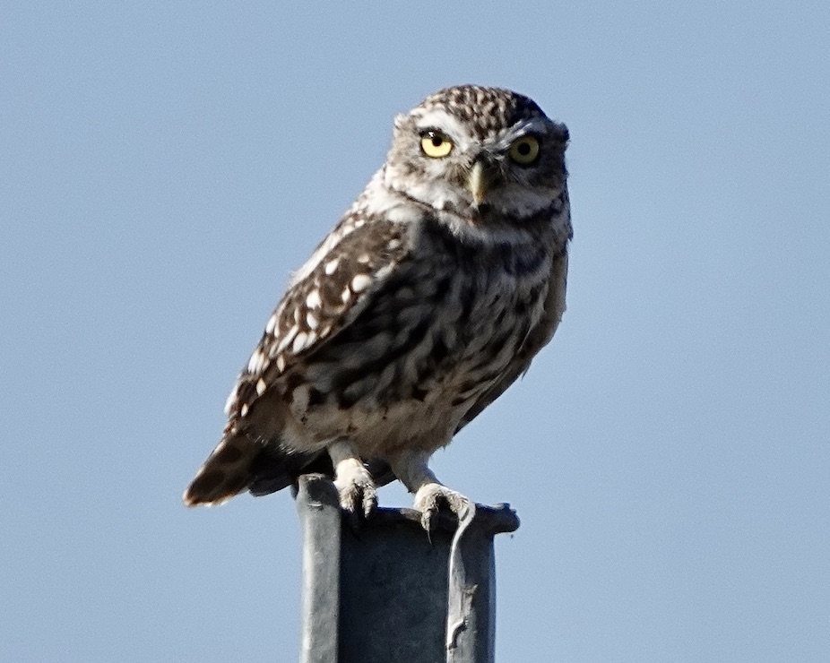 little owl